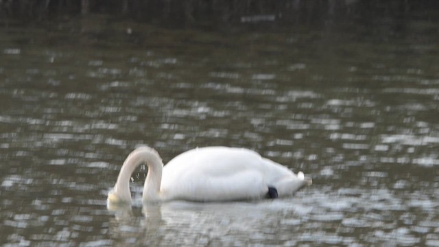 Cygne siffleur - ML652617622