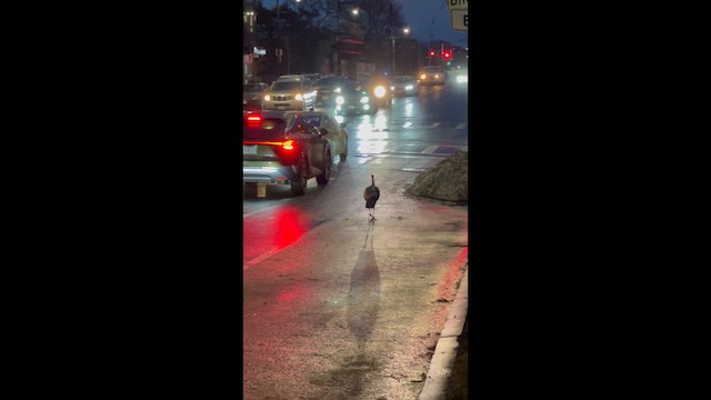 Dindon sauvage - ML652617640