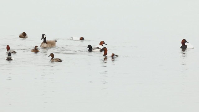 Fuligule à dos blanc - ML652617695