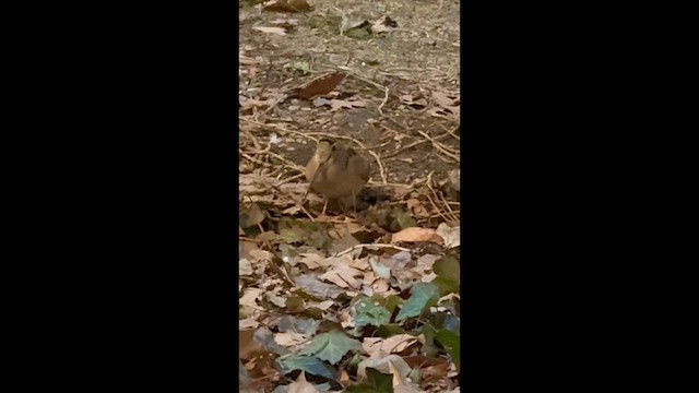 Bécasse d'Amérique - ML652617997