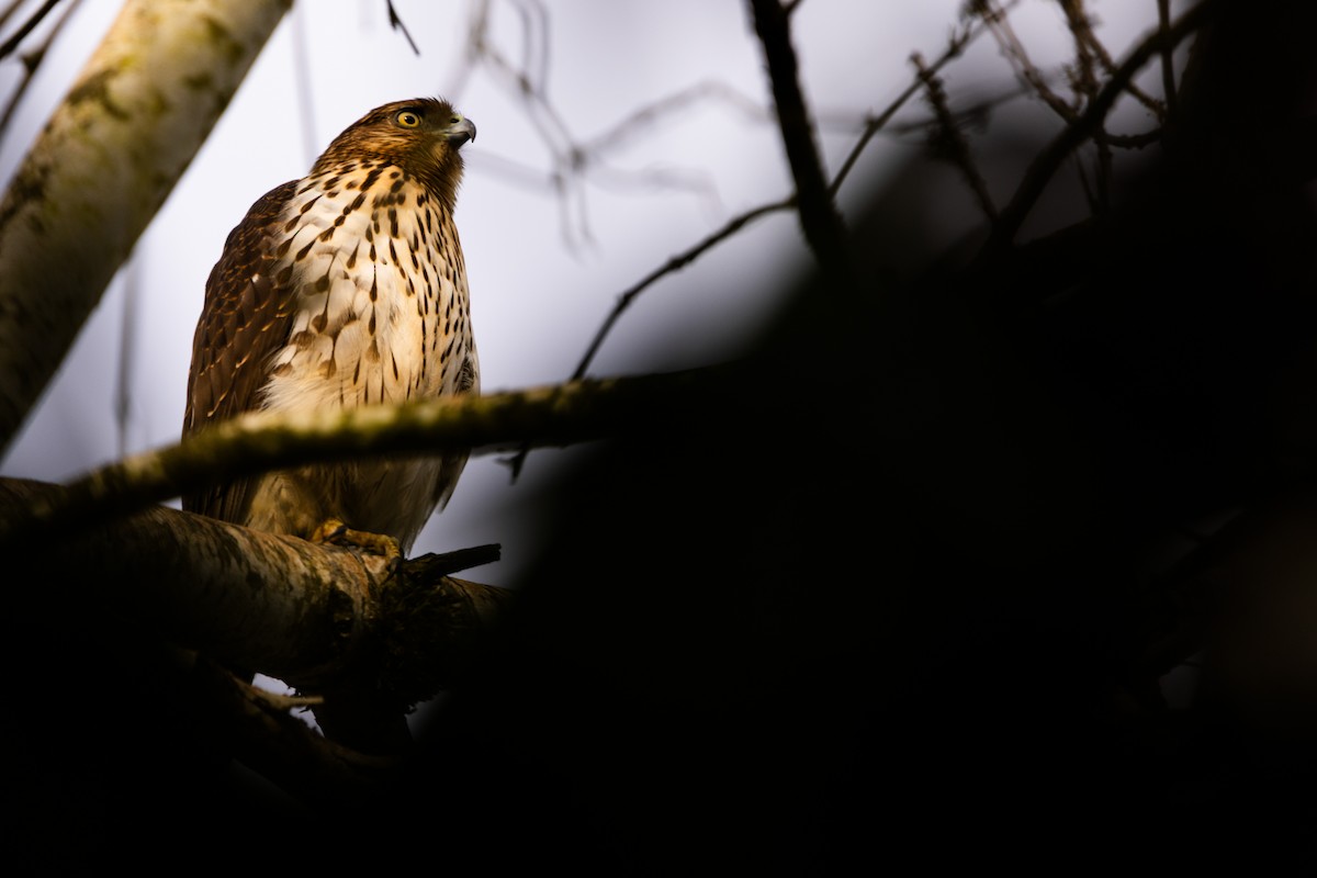 Cooper Atmacası - ML652618183