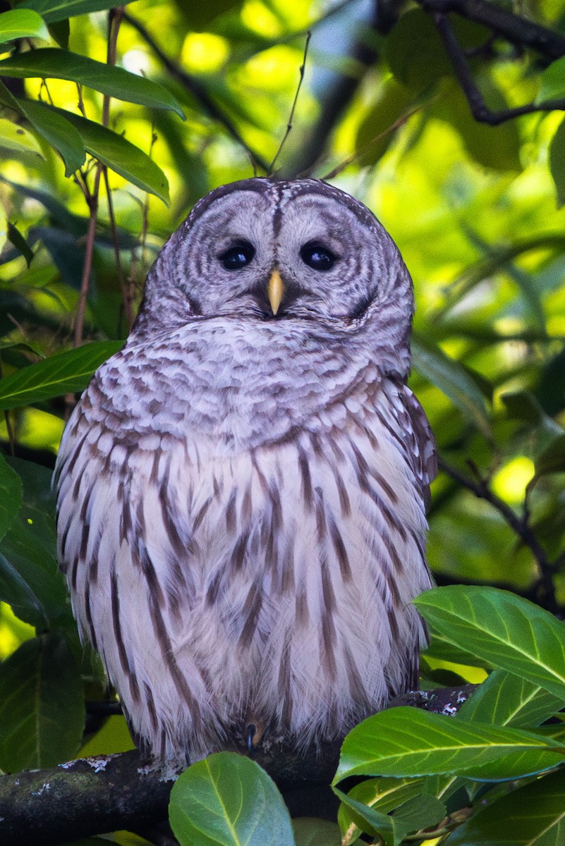 Çizgili Baykuş - ML652618195