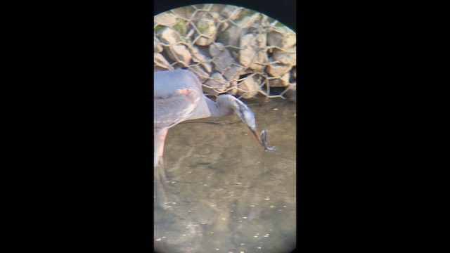 Grand Héron - ML652618231