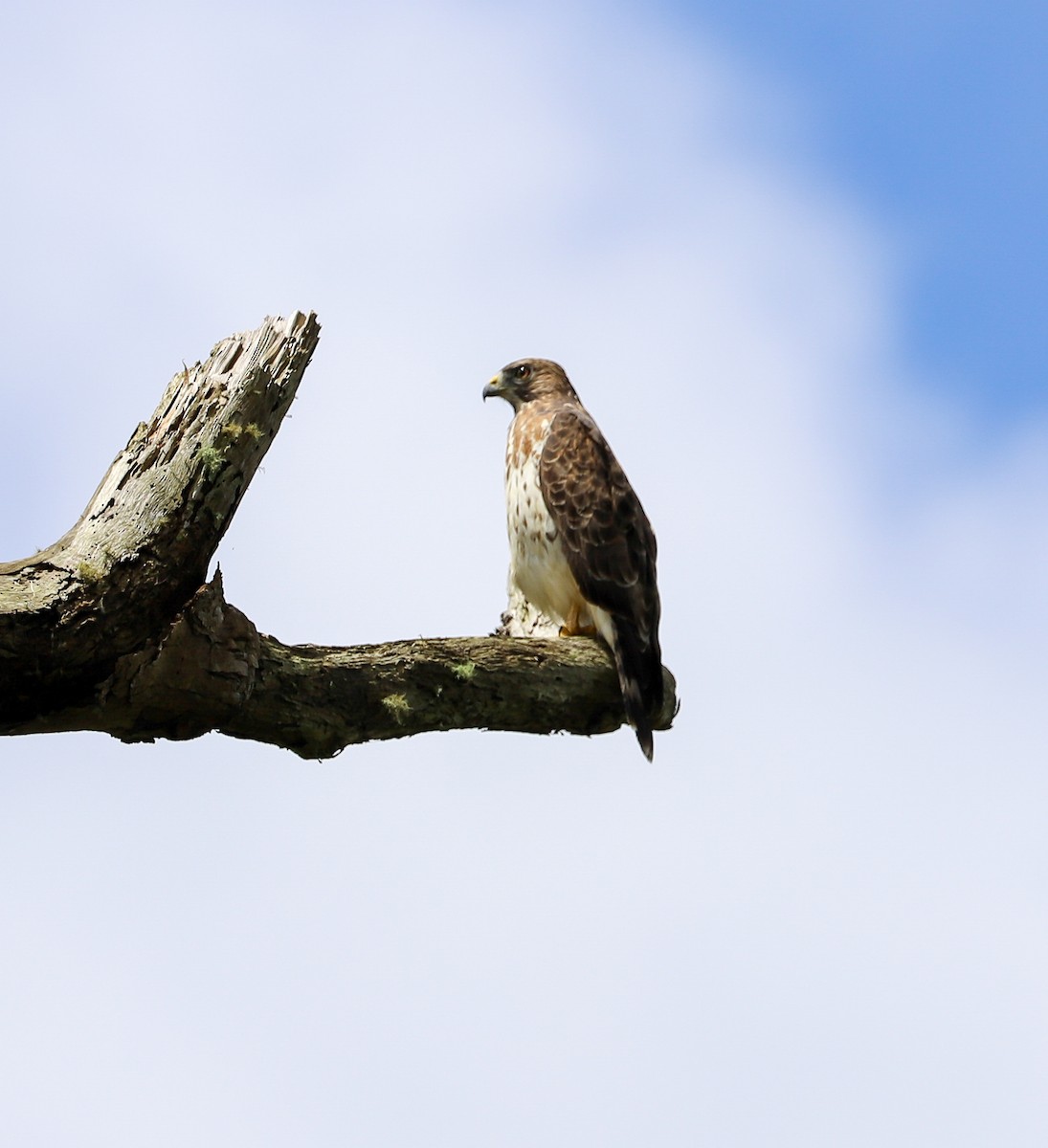 Broad-winged Hawk - ML652618232
