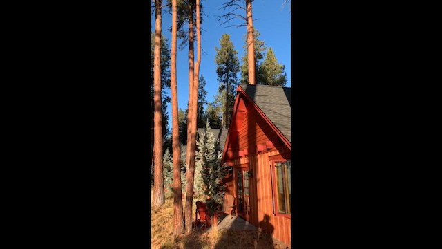 Pic à tête blanche - ML652618237