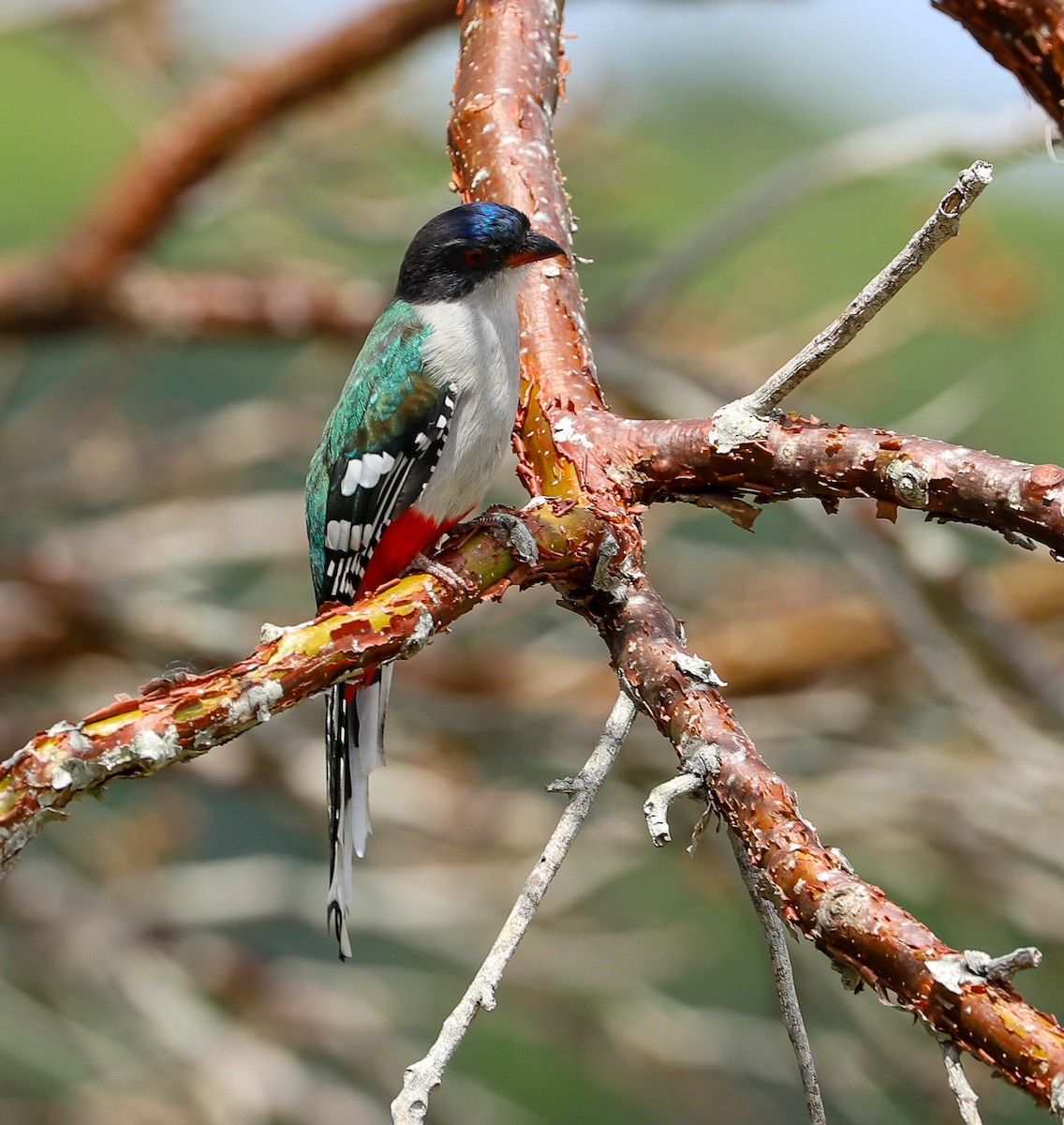 Küba Trogonu - ML652618360