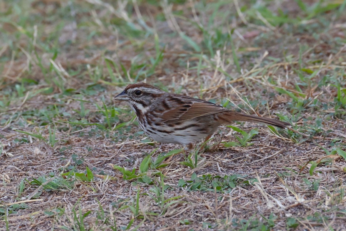 Ötücü Serçe - ML652618361