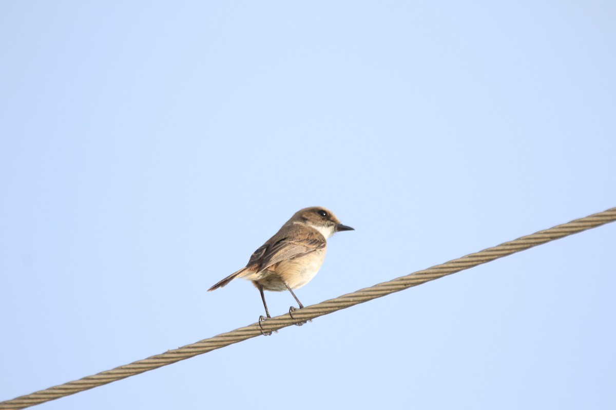 Gri Taşkuşu - ML652618362