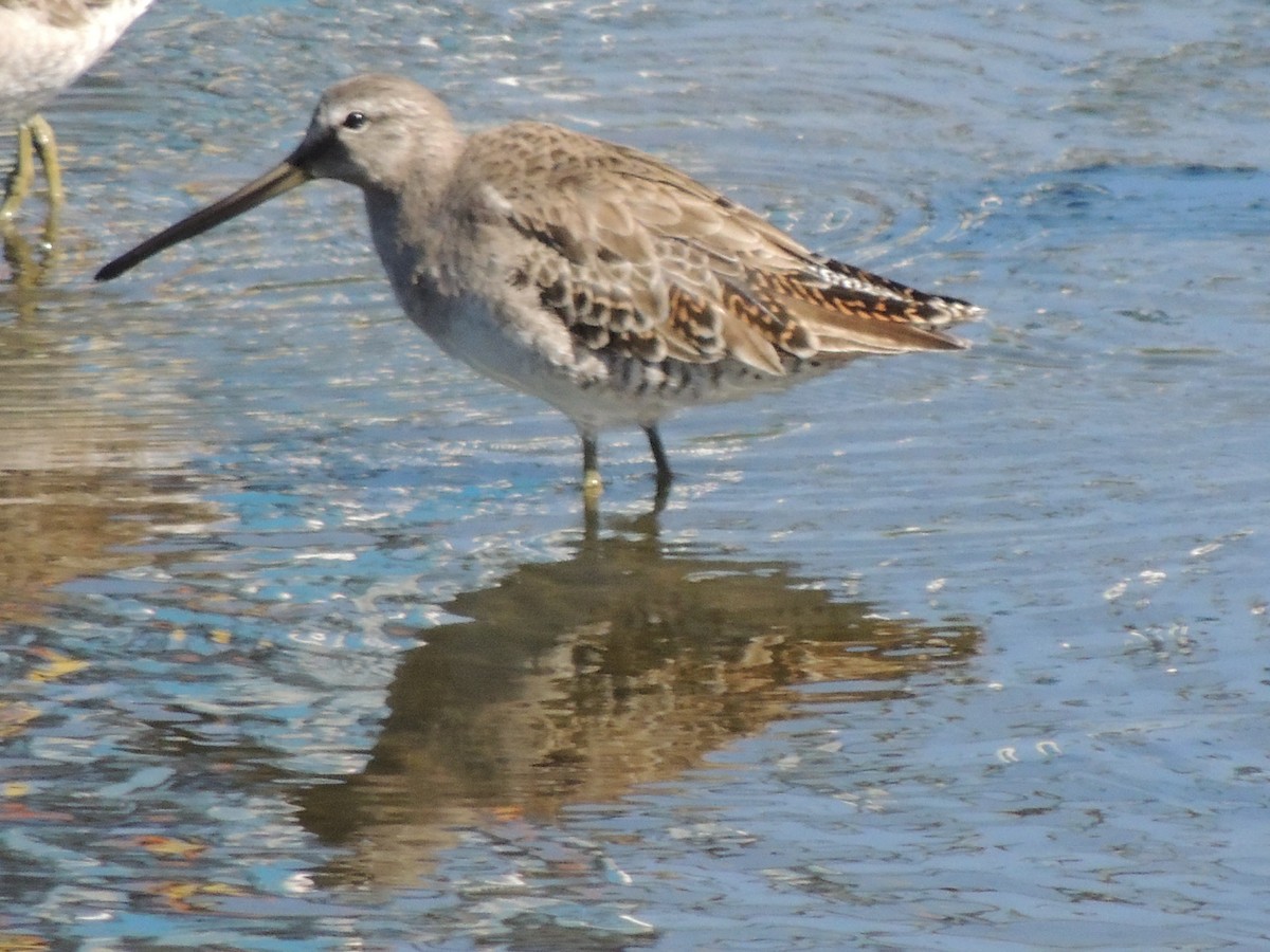 Uzun Gagalı Suçulluğu - ML652618364