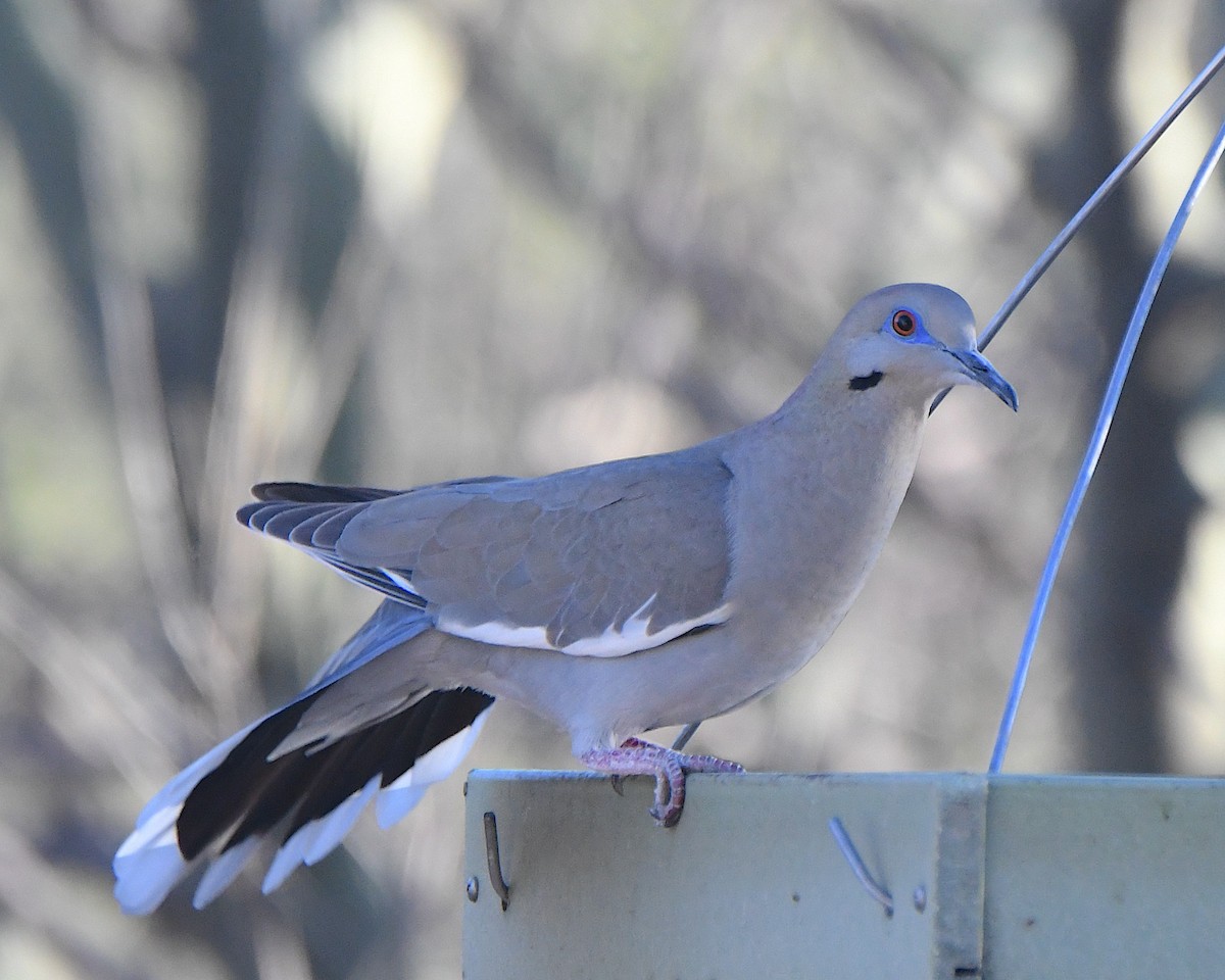 Ak Kanatlı Kumru - ML652618365