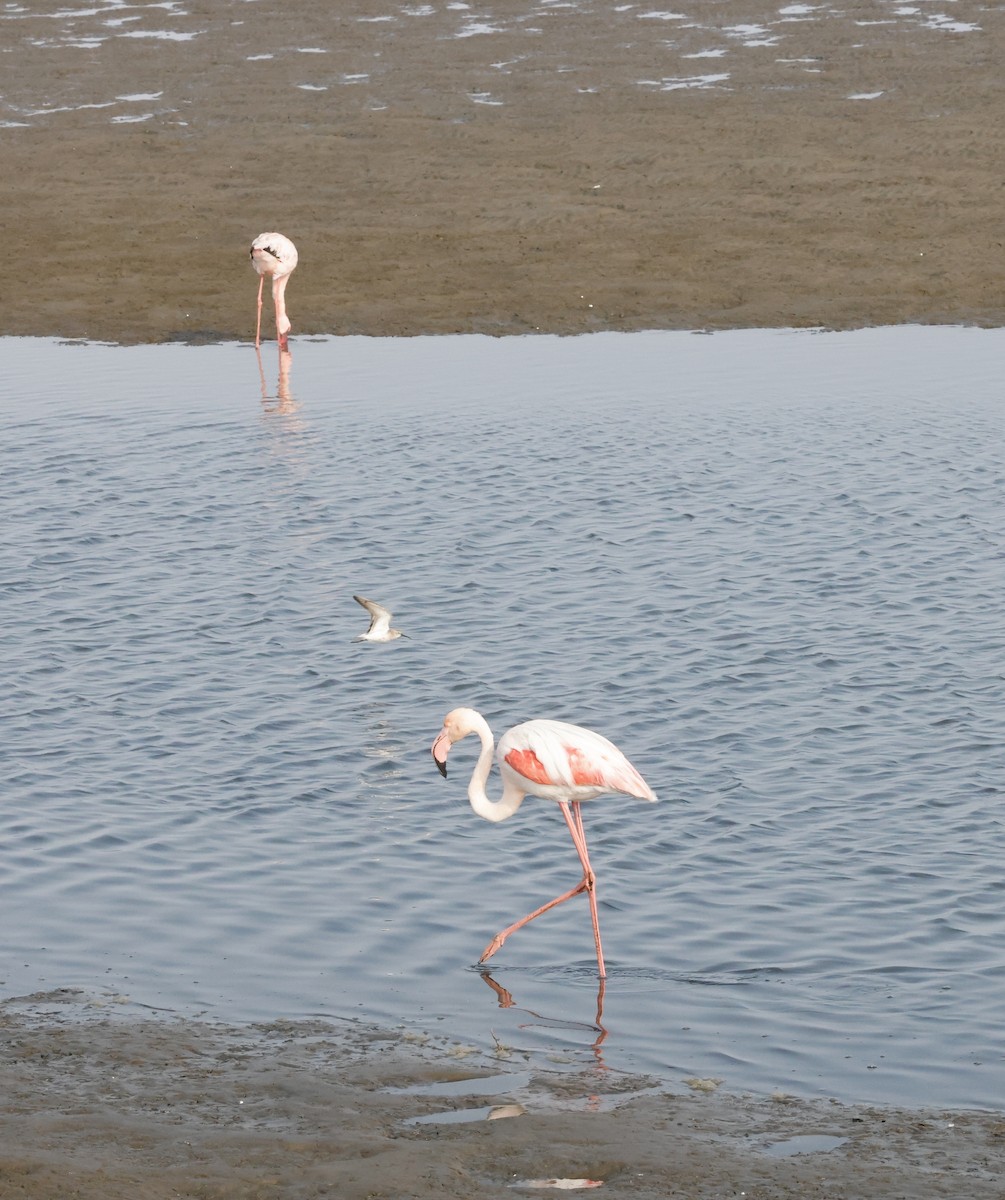 Flamingo - ML652618366
