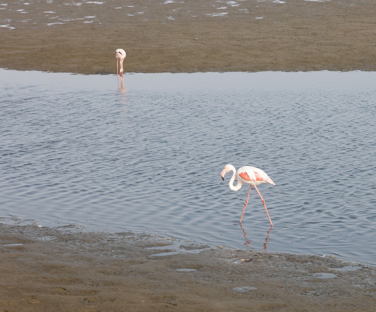 Flamingo - ML652618367