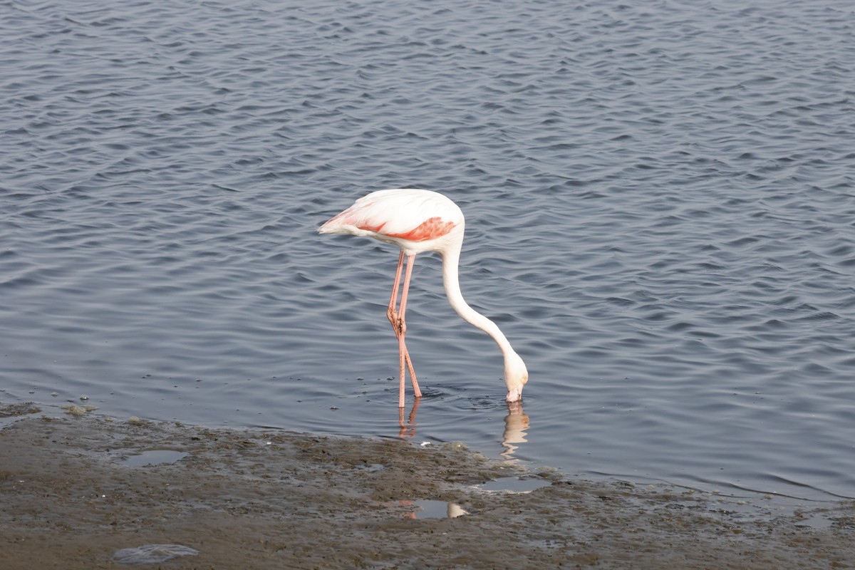 Flamingo - ML652618368