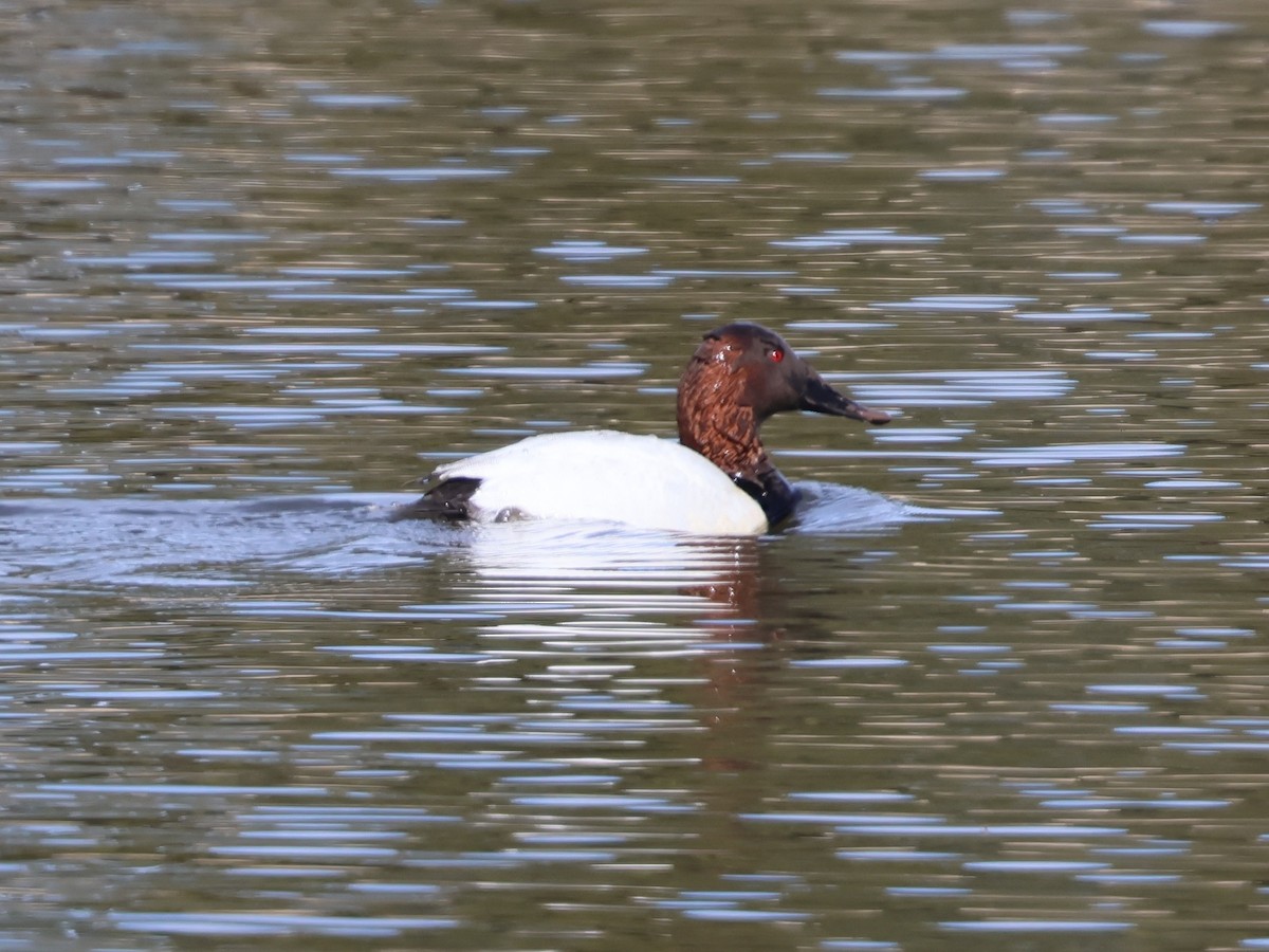 Büyük Elmabaş - ML652618370