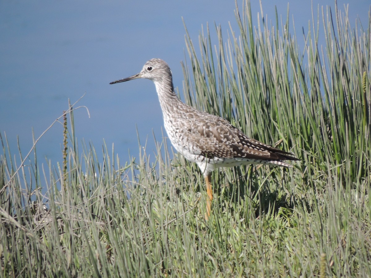 Büyük Sarıbacak - ML652618373