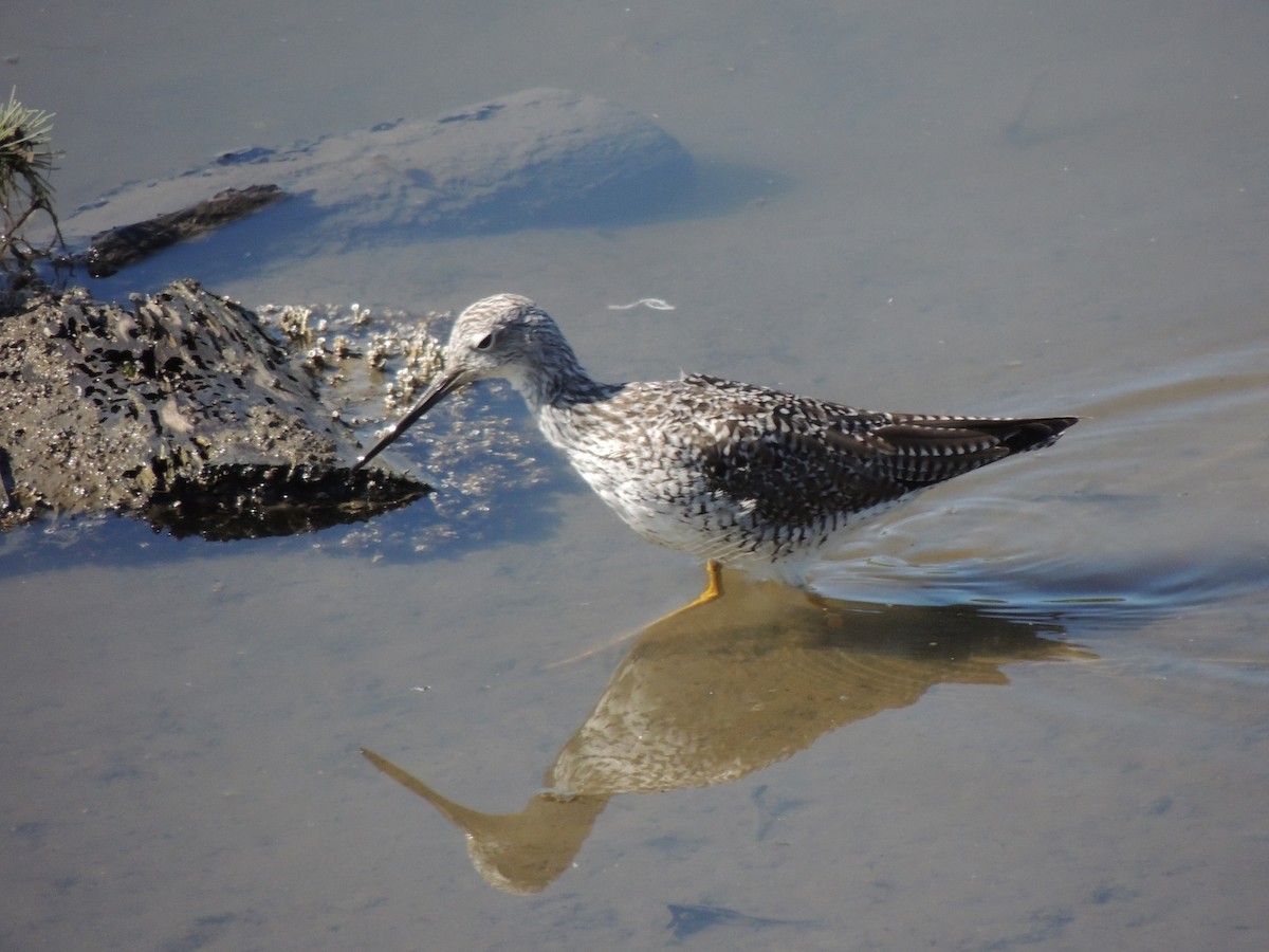 Büyük Sarıbacak - ML652618374