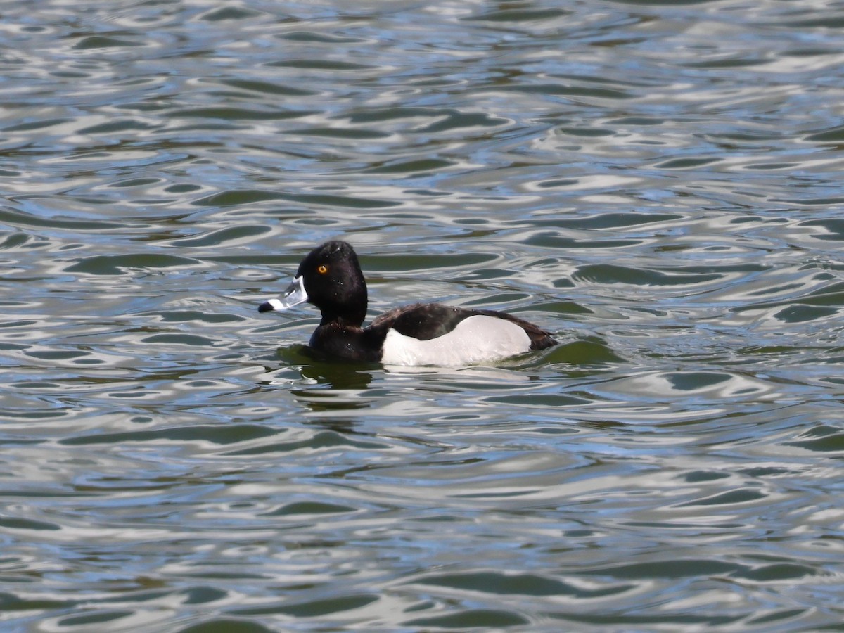 Halkalı Patka - ML652618375