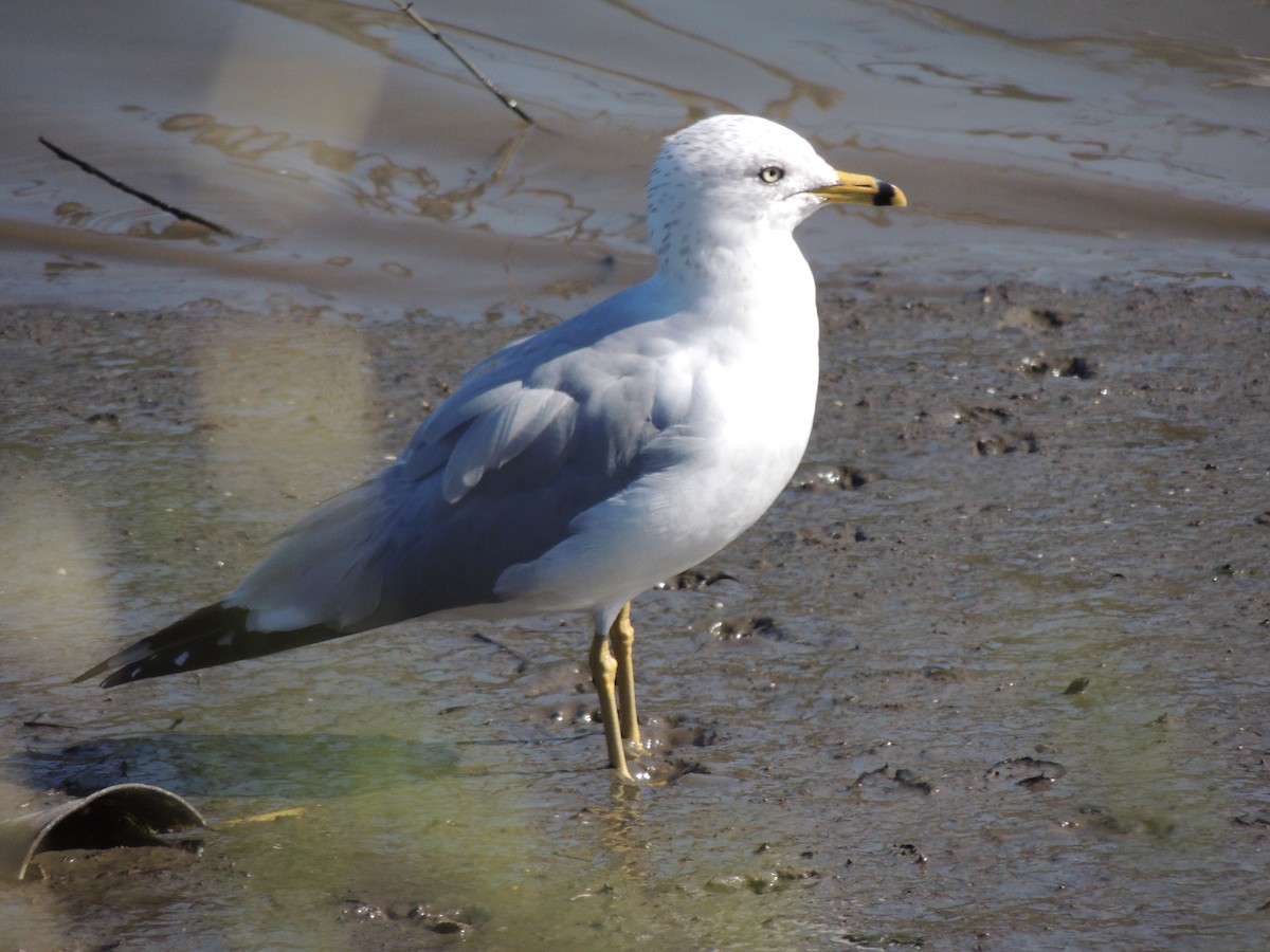 Halkalı Martı - ML652618377