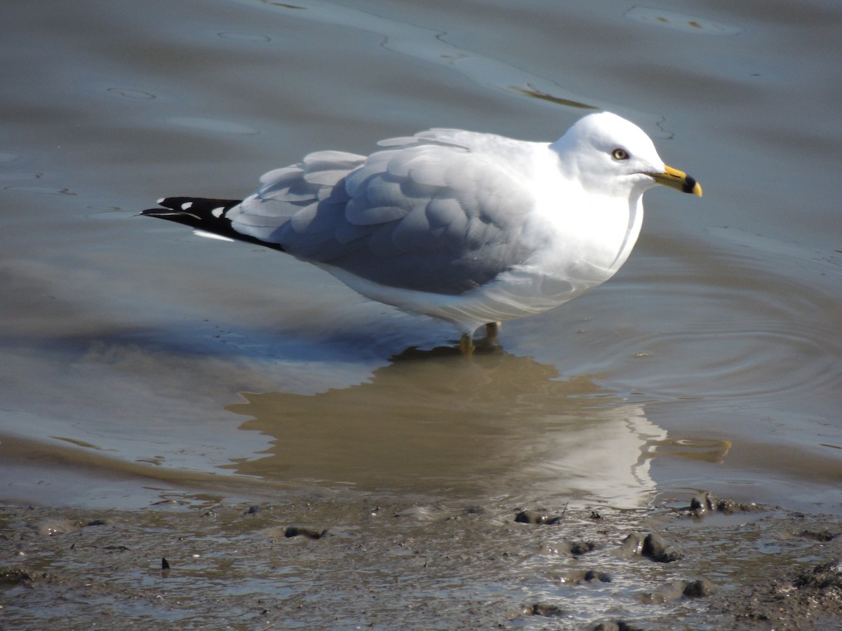 Halkalı Martı - ML652618378