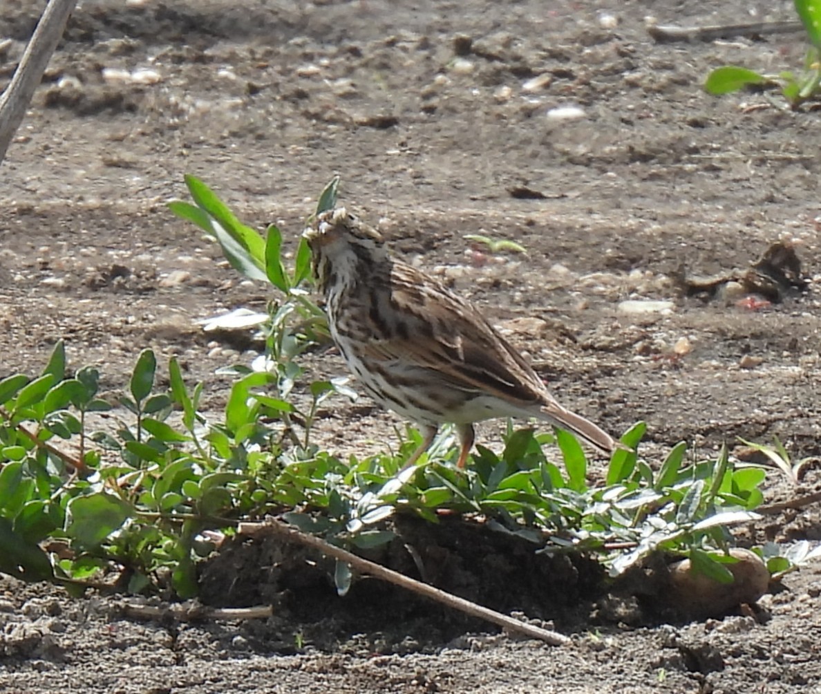 Savannah Serçesi - ML652618379