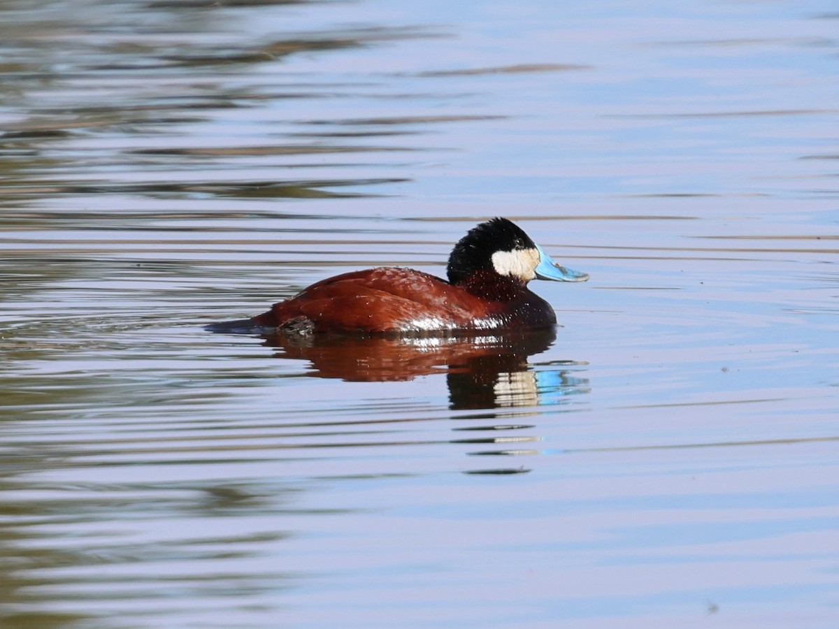 Amerika Dikkuyruğu - ML652618380