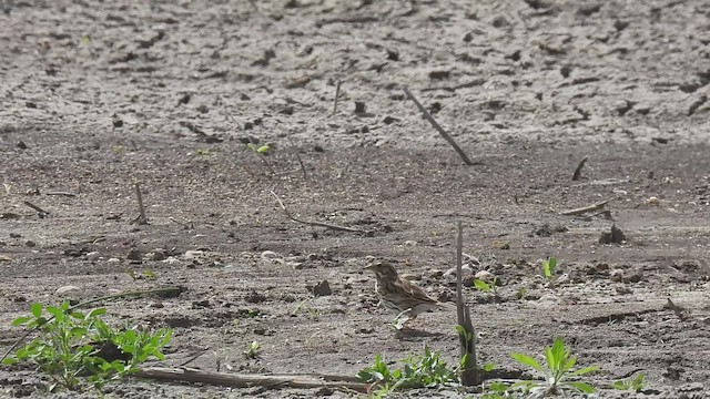 Bruant des prés - ML652618382