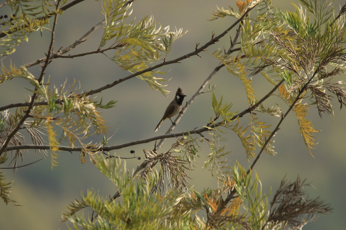 Himalaya Arapbülbülü - ML652618383