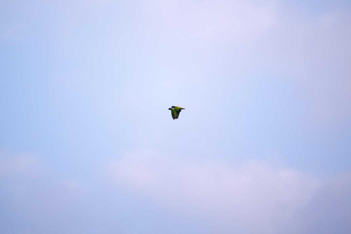 Mavi Başlı Papağan - ML652618384