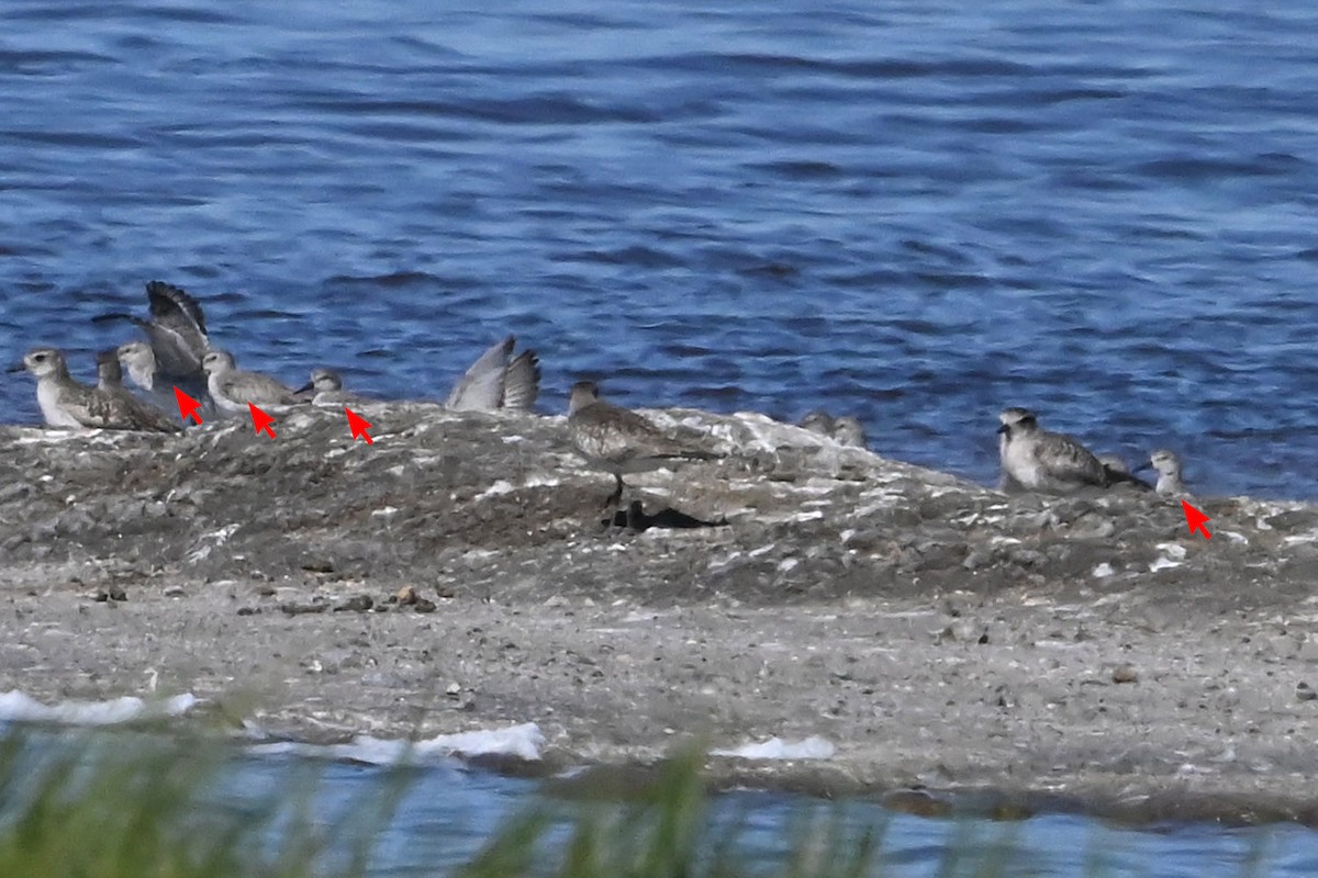 Büyük Kumkuşu - ML652618386