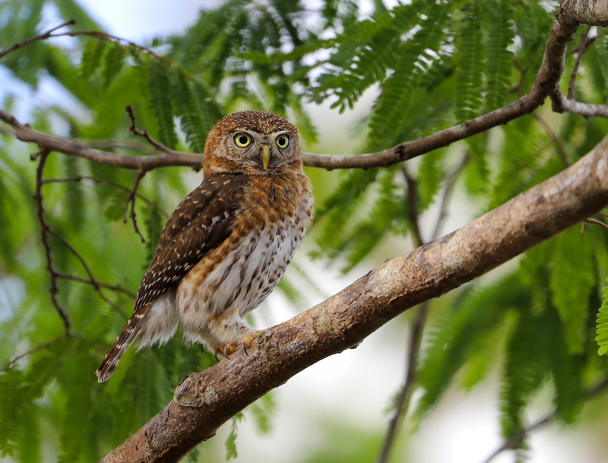 Küba Serçe Baykuşu - ML652618387