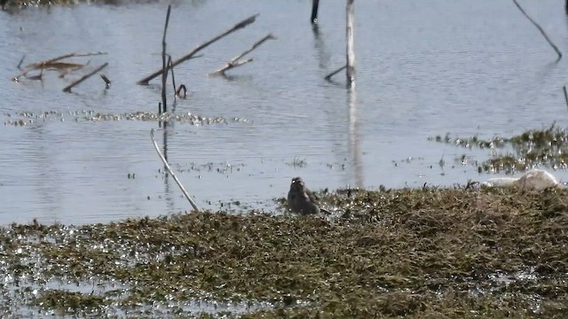 Bruant des prés - ML652618388