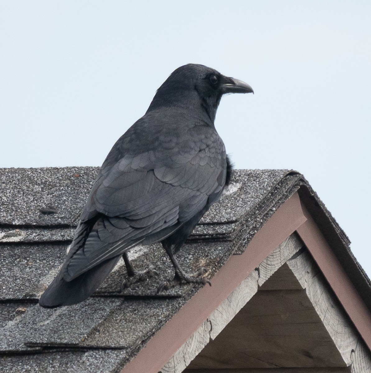 Balıkçı Karga - ML652618389