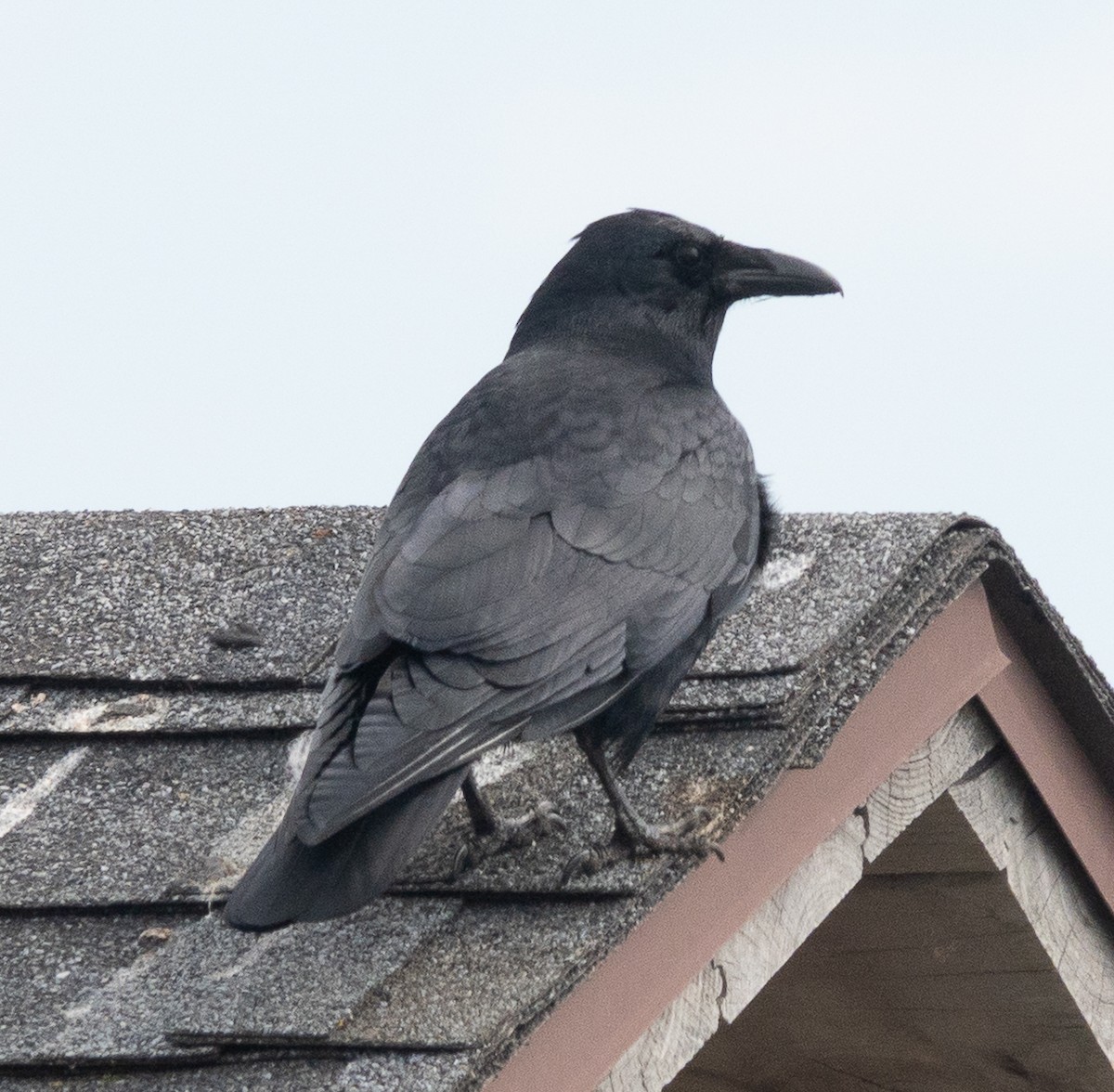 Balıkçı Karga - ML652618390