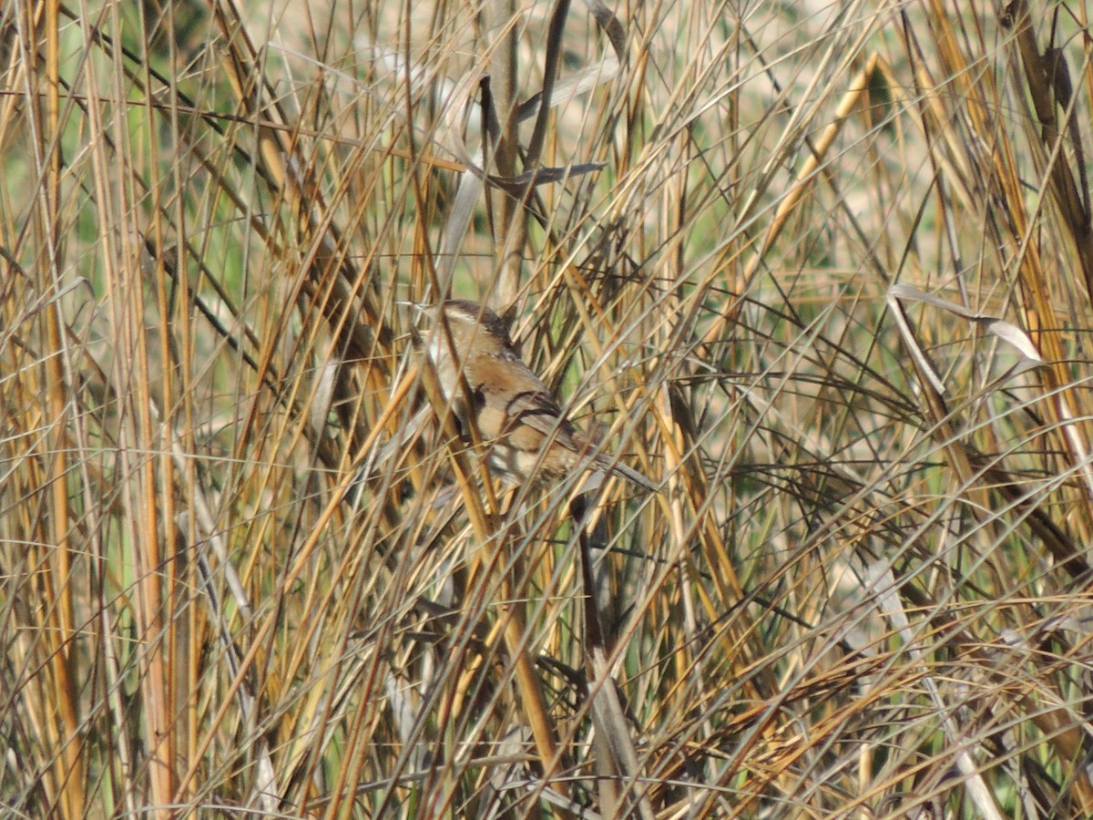 Bataklık Çıtkuşu - ML652618391