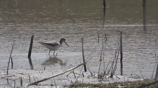 Grand Chevalier - ML652618393