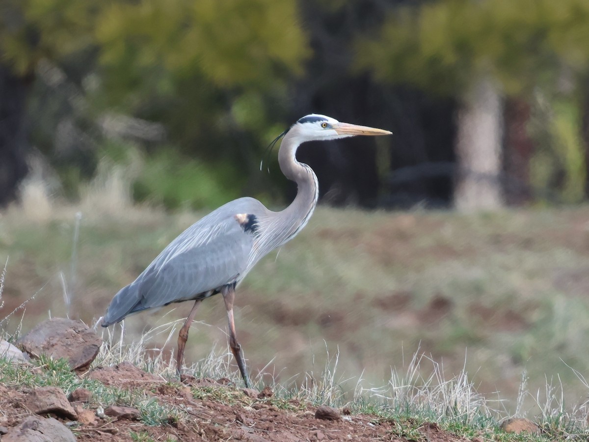 Amerika Gri Balıkçılı - ML652618394