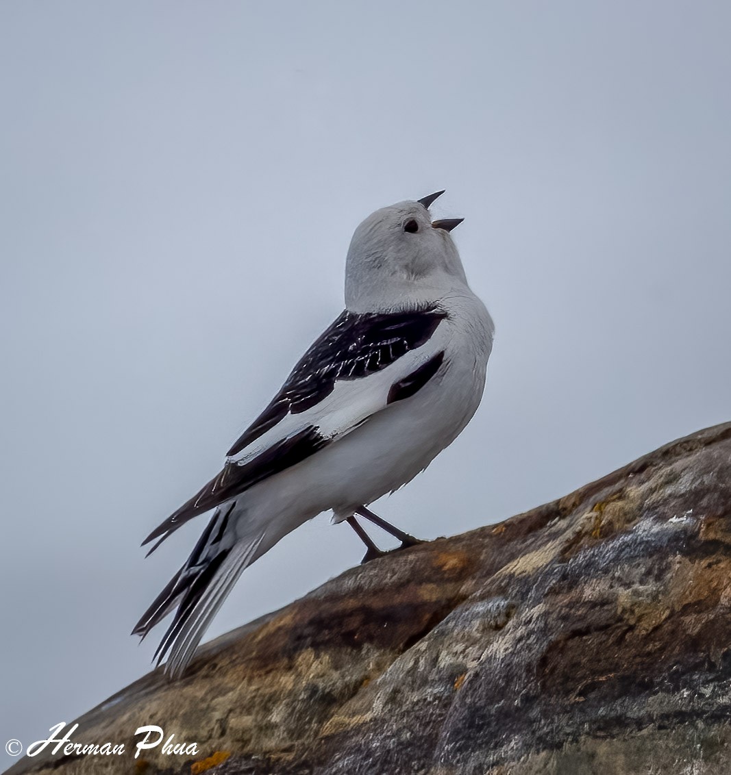 Snow Bunting - ML652618427