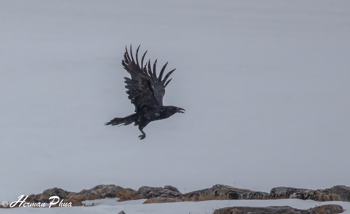 Common Raven - ML652618432