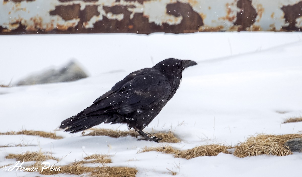 Common Raven - ML652618433