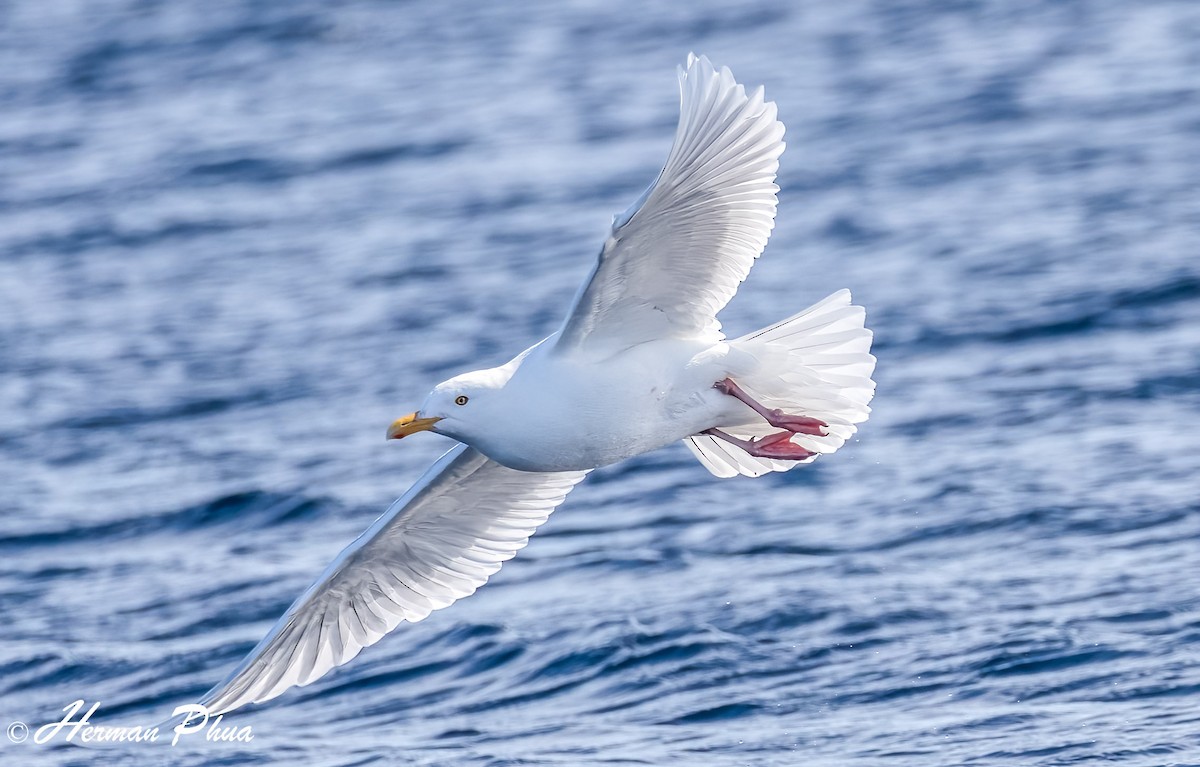 Glaucous Gull - ML652618491