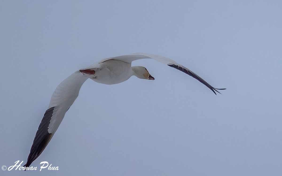 Snow Goose - ML652618524
