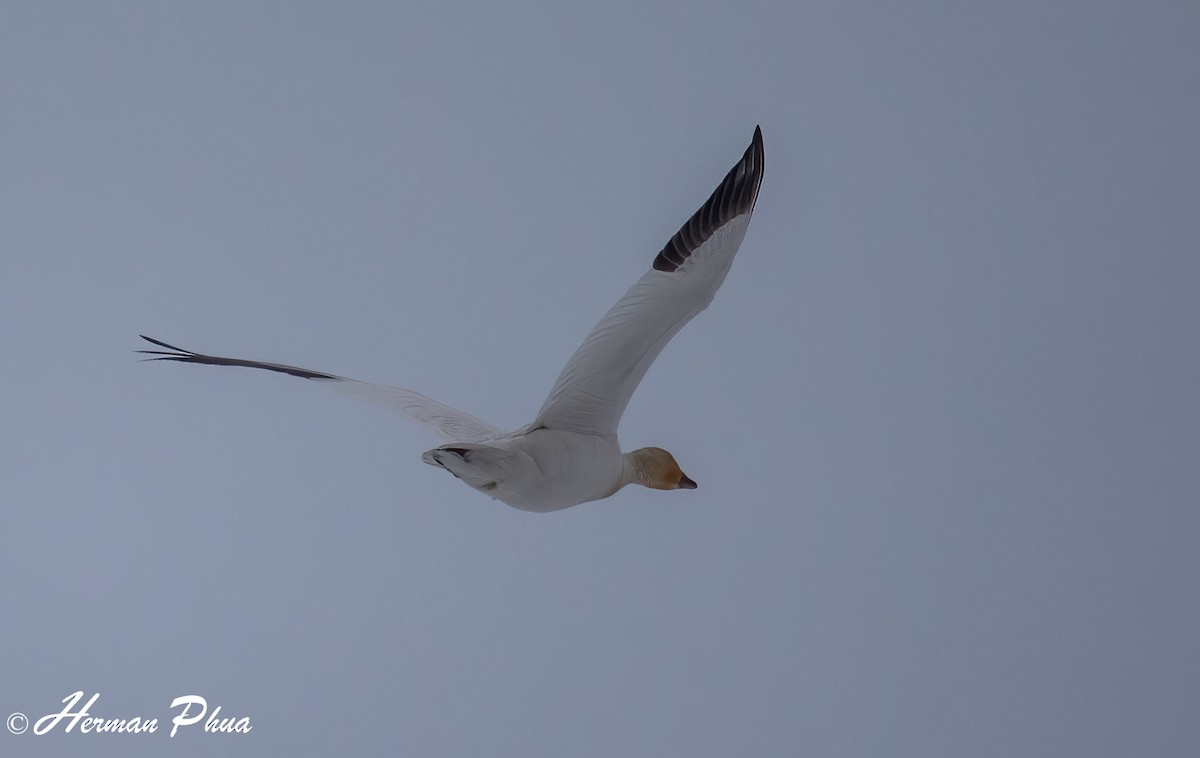 Snow Goose - ML652618525