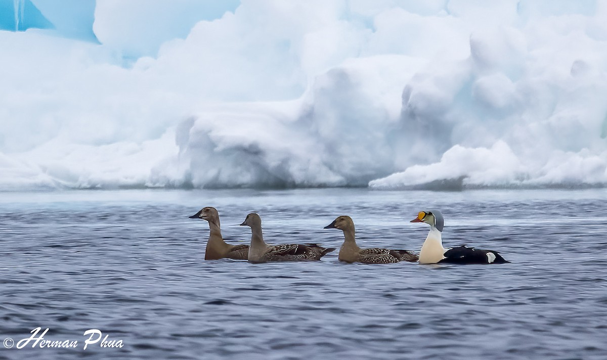 King Eider - ML652618544