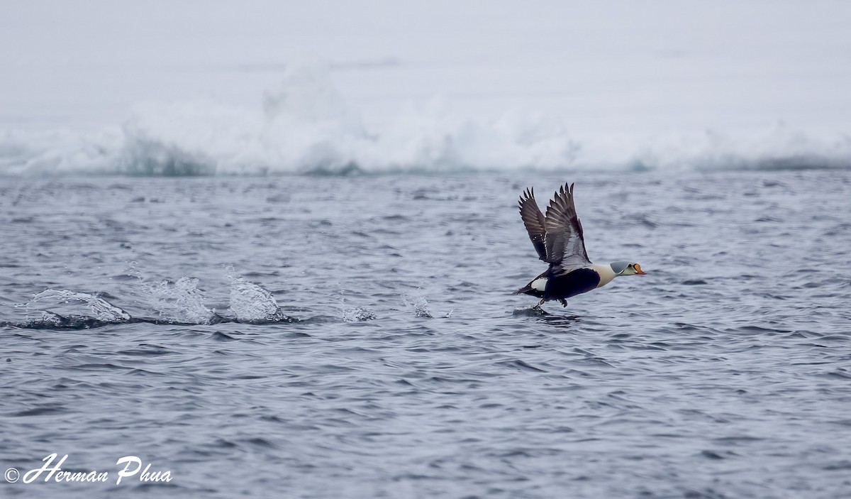 King Eider - ML652618553