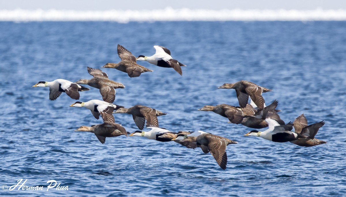 Common Eider - ML652618567