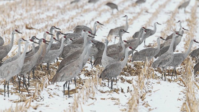 Grue du Canada - ML652618588