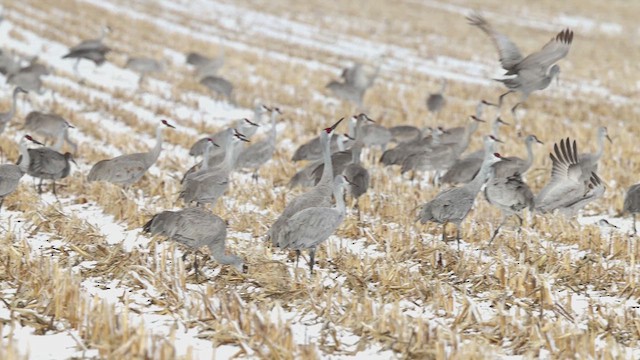 Grue du Canada - ML652618589