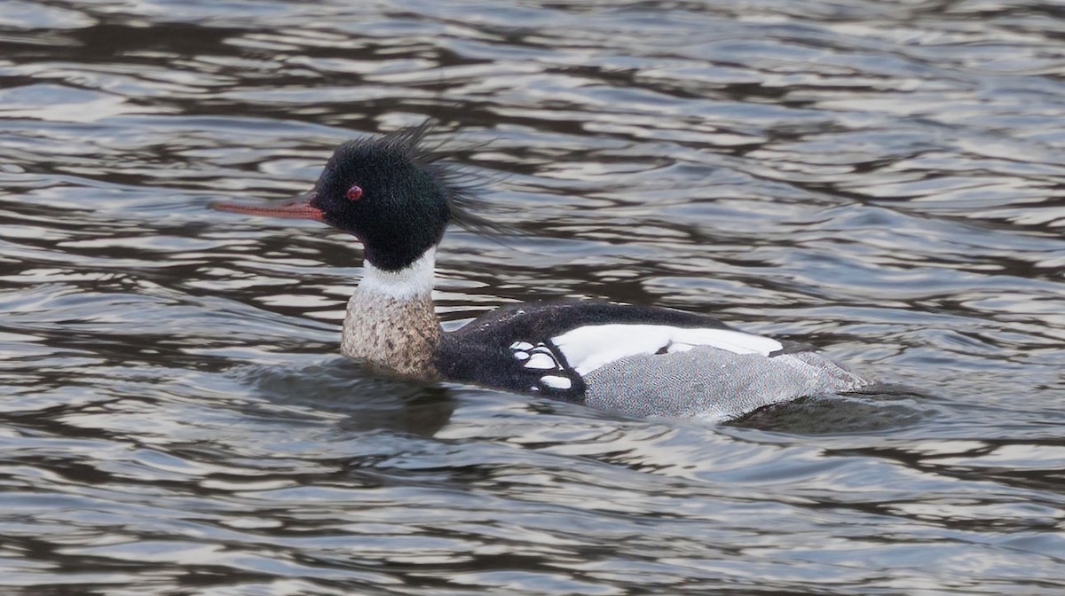 Red-breasted Merganser - ML652618592
