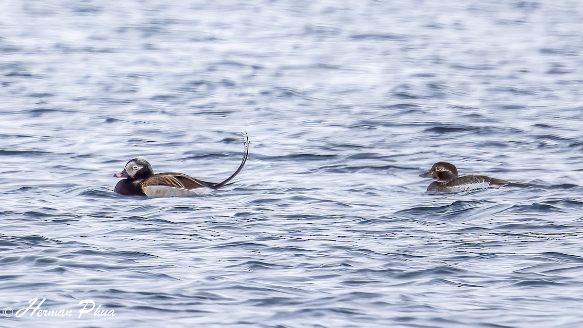 Long-tailed Duck - ML652618598