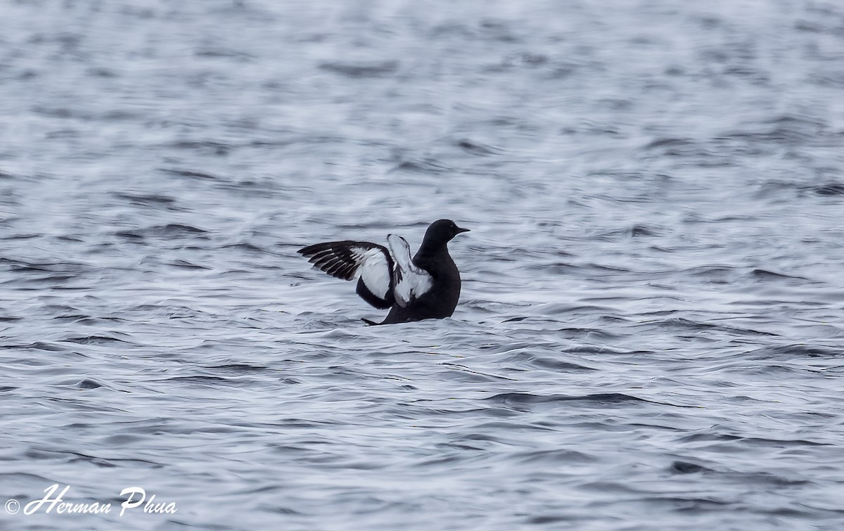 Black Guillemot - ML652618619